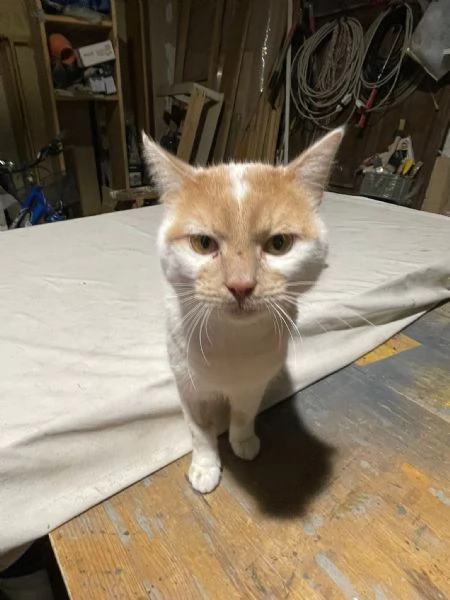 ZEN E ICE MICIONI_ ADOZIONE DEL CUORE | Foto 6