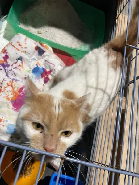 ZEN E ICE MICIONI_ ADOZIONE DEL CUORE | Foto 5