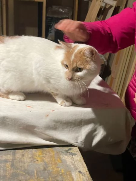 ZEN E ICE MICIONI_ ADOZIONE DEL CUORE | Foto 4