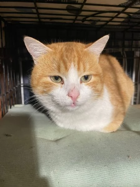 ZEN E ICE MICIONI_ ADOZIONE DEL CUORE | Foto 3