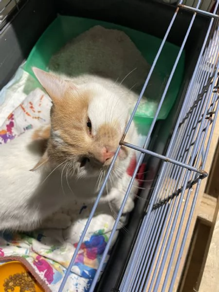 ZEN E ICE MICIONI_ ADOZIONE DEL CUORE | Foto 2