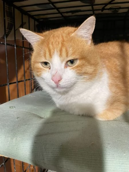 ZEN E ICE MICIONI_ ADOZIONE DEL CUORE