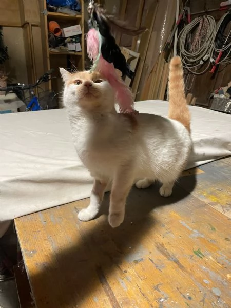 ZEN E ICE MICIONI_ ADOZIONE DEL CUORE | Foto 1