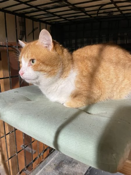 ZEN E ICE MICIONI_ ADOZIONE DEL CUORE | Foto 0