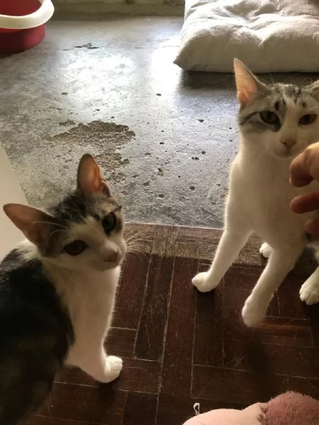 Viola e Ciambella bellissime micine cercano casa!