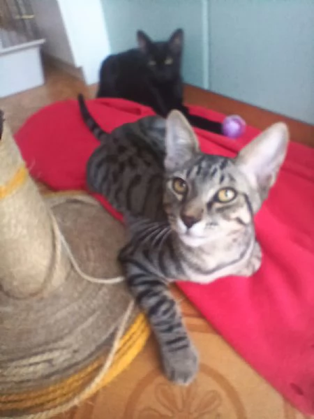 MICINI CERCANO CASA!