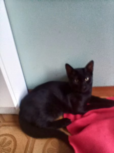 MICINI CERCANO CASA! | Foto 5