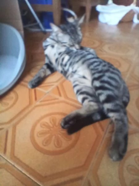 MICINI CERCANO CASA! | Foto 4