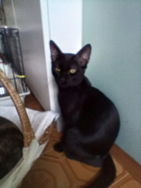 MICINI CERCANO CASA! | Foto 1