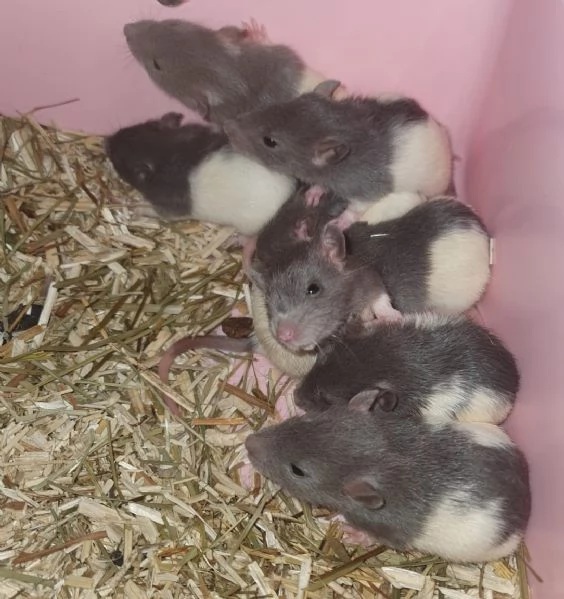 Fancy Rat - Topi da Compagnia | Foto 1