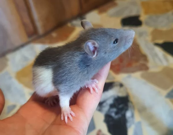 Fancy Rat - Topi da Compagnia