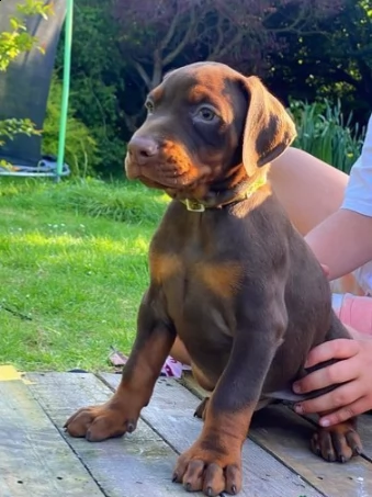 belli cuccioli dobermann