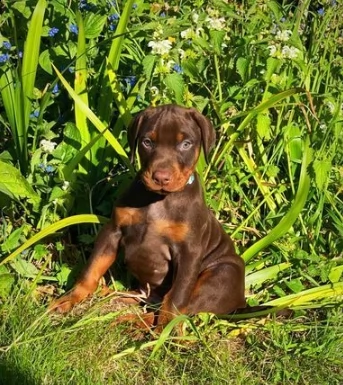 dobermann di tre mesi