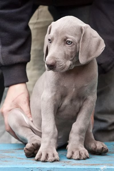 cuccioli di weimaraner taglia grande  | Foto 0