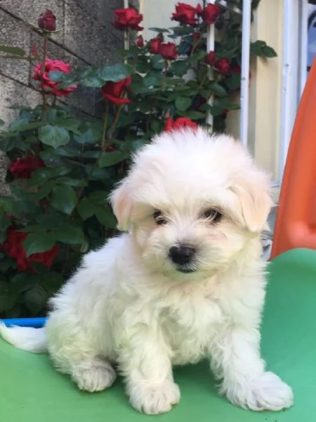 regalo  maltese mini toy