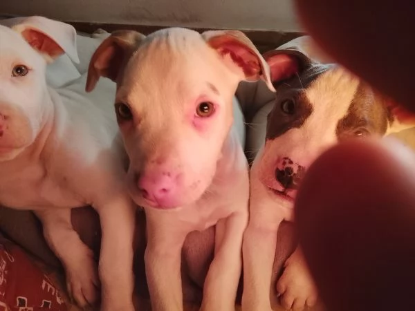 Amstaff cuccioli  | Foto 6