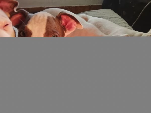 Amstaff cuccioli  | Foto 5