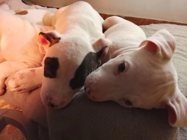 Amstaff cuccioli  | Foto 3