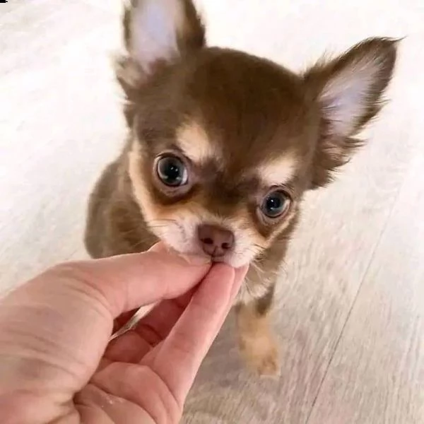 cuccioli di chihuahua carini e adorabili per l'adozione urgente questi chihuahua hanno tutti i colpi