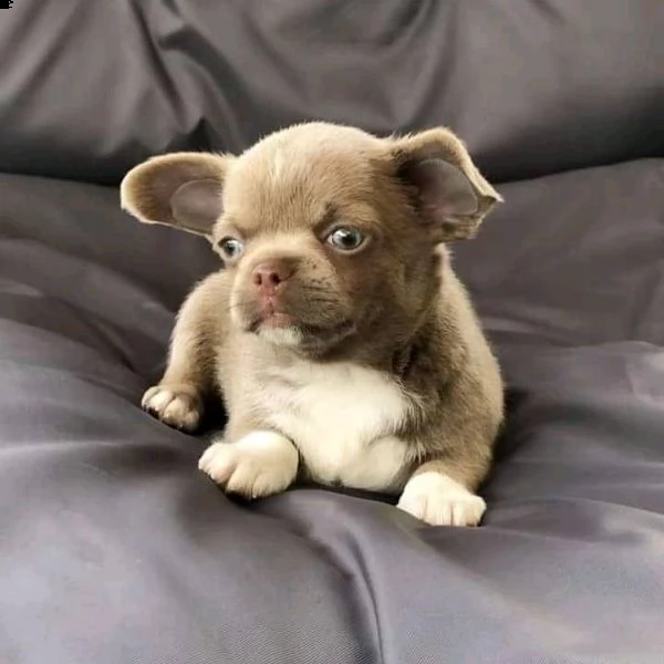 magnifici cuccioli di chihuahua per il reinserimento chihuahua inglese maschio e femmina extra affas