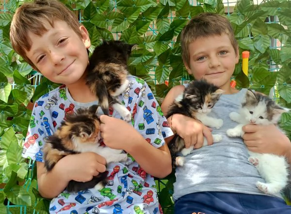 Gattini razza norvegese delle foreste 