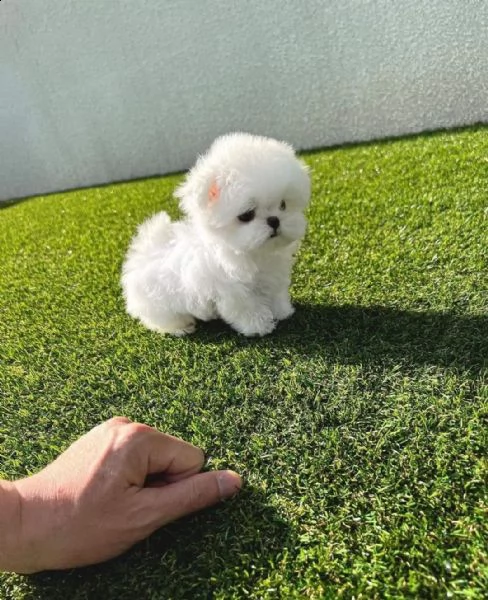 regalo  maltese mini toy