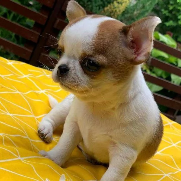 bellissimi cuccioli di chihuahua boston tigrato nero e bianco bellissimi cuccioli neri tigrati e bia
