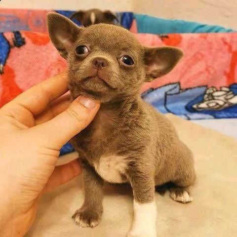 ottimi cuccioli di chihuahua regalo gratuito per la tua famiglia non siamo allevatori. siamo una fam