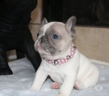 cuccioli di bulldog francese