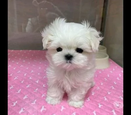 disponibili cuccioli di maltese.