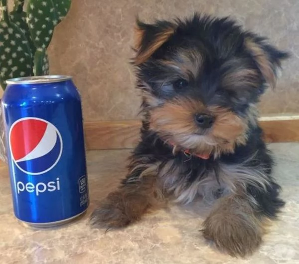 cuccioli akc yorkie. gioco