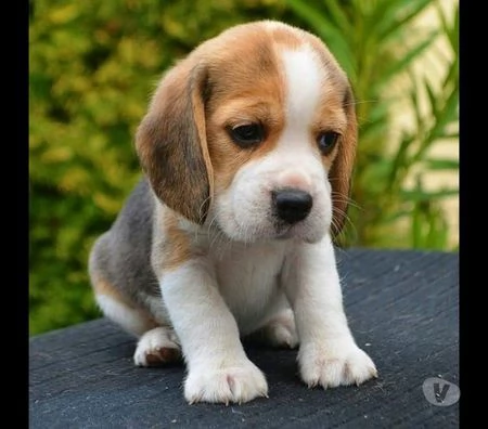 disponibili cuccioli di beagle