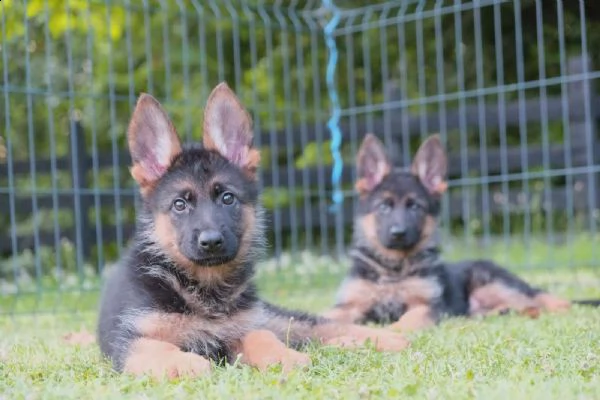 cane pastore tedesco cuccioli | Foto 6