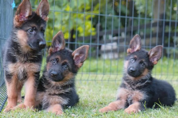 cane pastore tedesco cuccioli | Foto 4