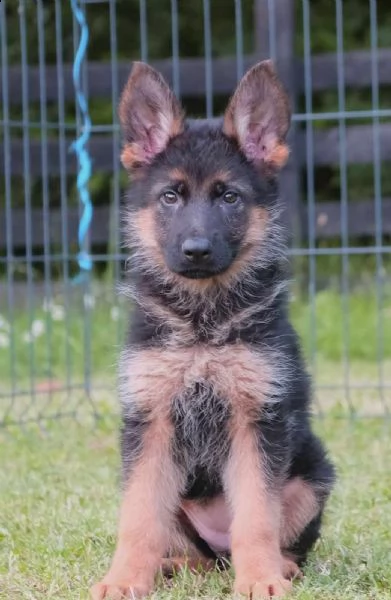 cane pastore tedesco cuccioli | Foto 3