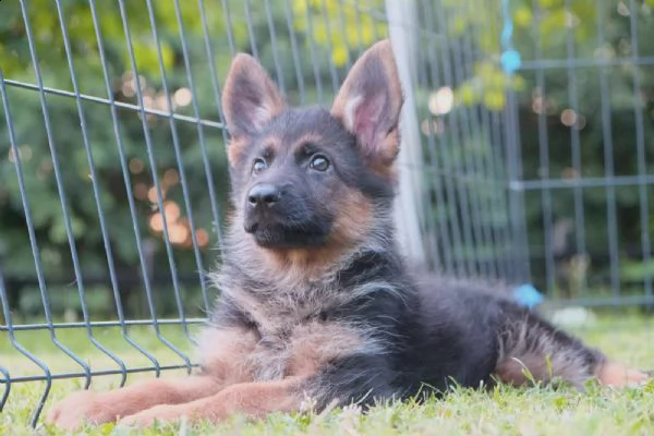 cane pastore tedesco cuccioli | Foto 0