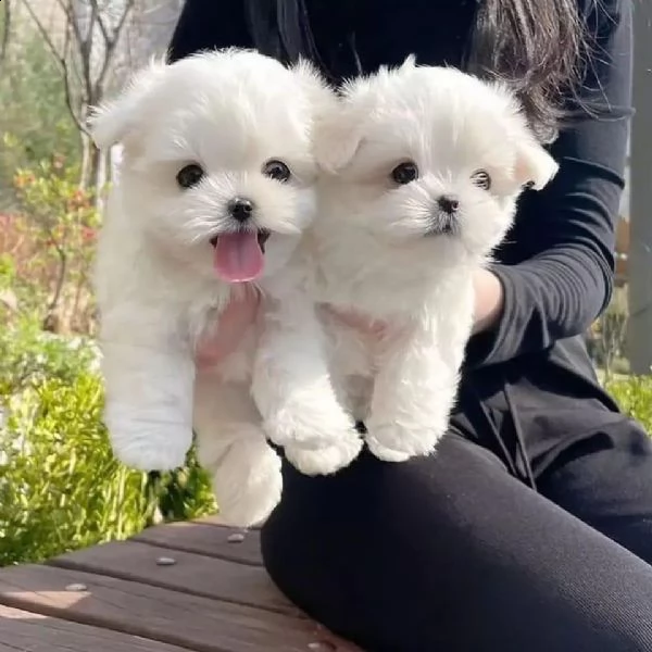 bellissimi cuccioli maltesi akc teacup disponibili per l'adozione per la tua famiglia abbiamo due be