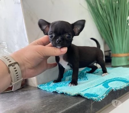 cuccioli di chihuahua tascabile