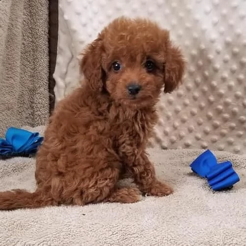 cuccioli di barboncini taglia piccola