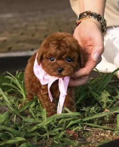 cuccioli di cane barboncino toy | Foto 0