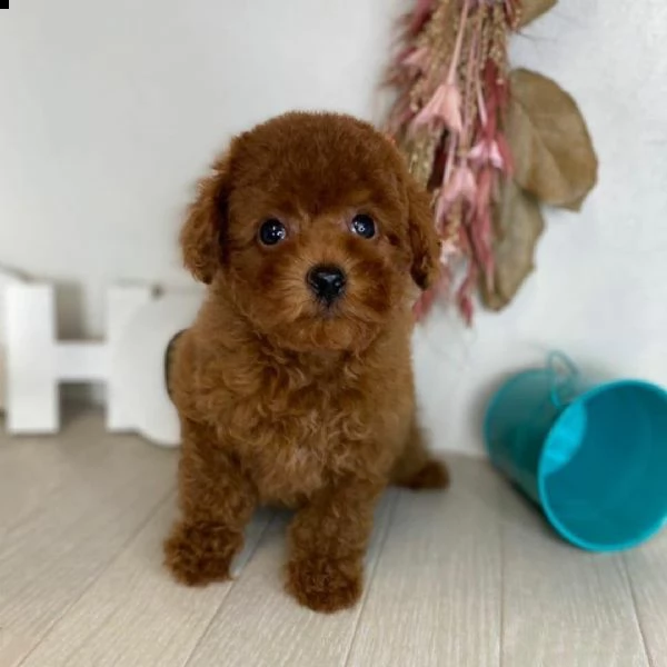 cane barboncino toy
