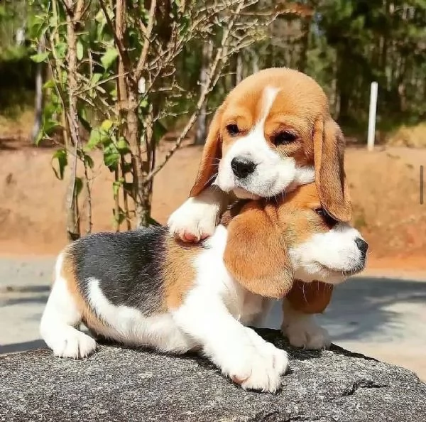 disponibili cuccioli di beagle | Foto 2