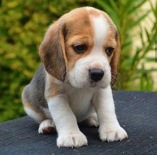 disponibili cuccioli di beagle | Foto 1