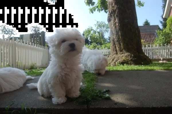bellissimi cuccioli di maltese | Foto 4