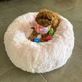 adorabile barboncino toy