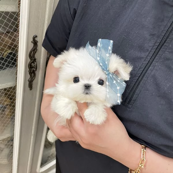 cuccioli di maltese sveglio