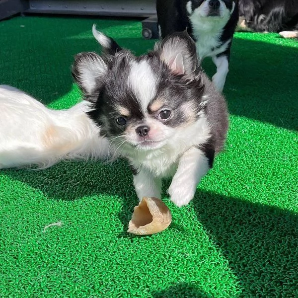           bellissimi cuccioli di chihuahua a pelo lungo e pelo corto siamo un piccolo allevatore ama