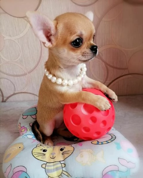 cuccioli di chihuahua maschi e femmine disponibili per una casa premurosa e amorevole. sono molto sa