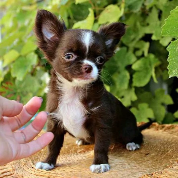 bellissimi cuccioli di chihuahua boston tigrato nero e bianco bellissimi cuccioli neri tigrati e bia