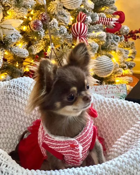 magnifici cuccioli di chihuahua per il reinserimento chihuahua inglese maschio e femmina extra affas